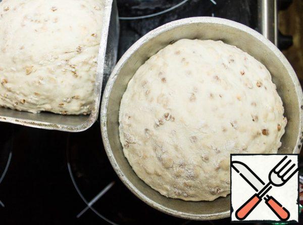 The bread rose. Put it in a preheated 180C oven and bake for 35-55 minutes, depending on the thickness of your mold.
