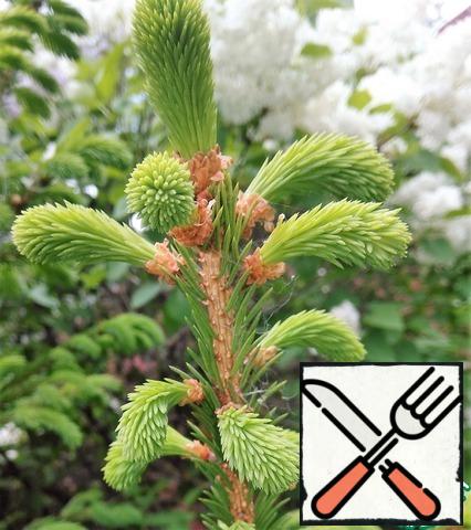 Fir shoots are best collected in the second half of may, when the length of the process reaches 1-2 cm. the Collected shoots are washed, pour 1 liter of boiling water and cook on low heat for 20 minutes. Remove from heat and leave to infuse for at least 8 hours. I usually leave for a day (or night).