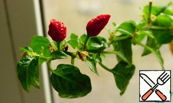 I use hot peppers that grow on my windowsill. I don't know what kind it is, but it is very small (1.5-2) cm, but insanely sharp. One on sharpness quietly replaces the standard chili pepper.