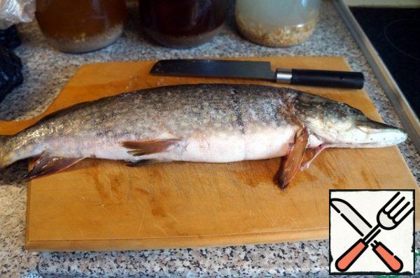 Clean the pike from the scales. Remove the gills from the head.