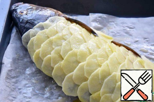 I transfer the fish to a baking sheet covered with parchment. Peel down. On the skinless side, I spread potato slices, imitating the pattern of fish scales.