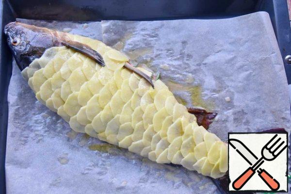 Sprinkle the fish on top again with olive oil and send it to a preheated 200 degree oven to bake for 30 minutes. For a more ruddy potato layer, bake on the grill for 5 minutes.